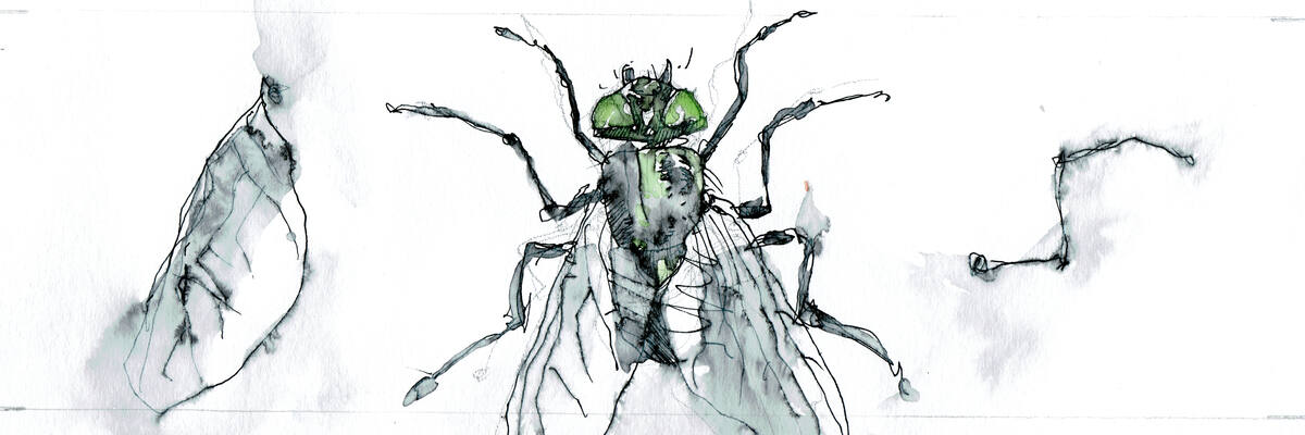 Flies
